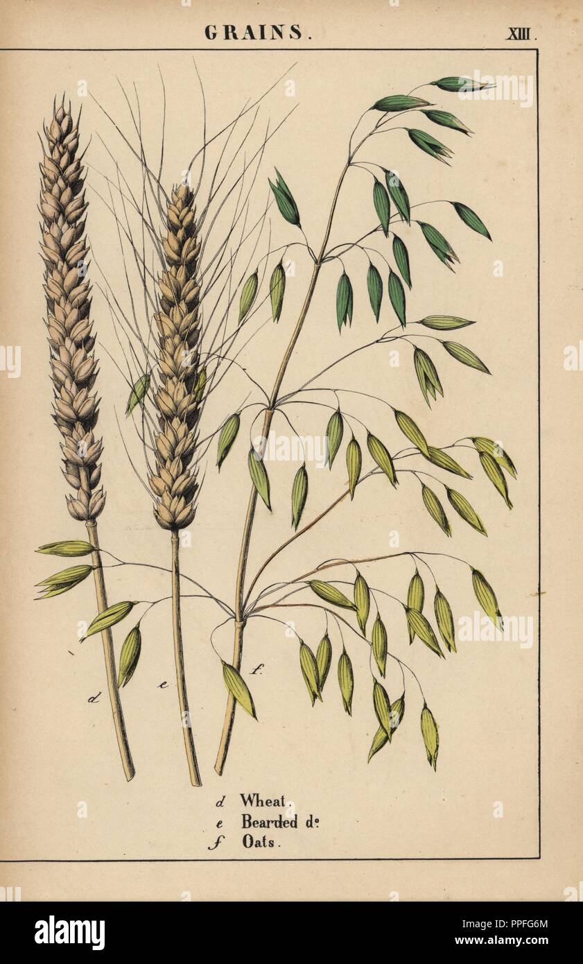 Wheat, bearded wheat and oats.. . Chromolithograph from 'The Instructive Picturebook, or Lessons from the Vegetable World,' [Charlotte Mary Yonge], Edinburgh, 1858. Stock Photo