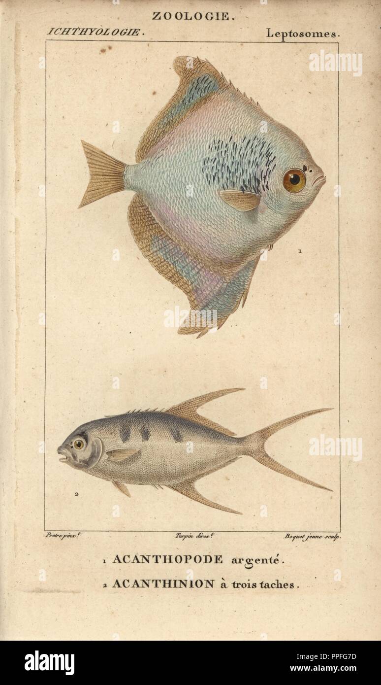 Silver moony, Monodactylus argenteus, Acanthopode argente, and pompano, Acanthinion a trois taches, Trachinotus ovatus. Handcoloured copperplate stipple engraving from Jussieu's 'Dictionnaire des Sciences Naturelles' 1816-1830. The volumes on fish and reptiles were edited by Hippolyte Cloquet, natural historian and doctor of medicine. Illustration by J.G. Pretre, engraved by Boquet, directed by Turpin, and published by F. G. Levrault. Jean Gabriel Pretre (17801845) was painter of natural history at Empress Josephine's zoo and later became artist to the Museum of Natural History. Stock Photo