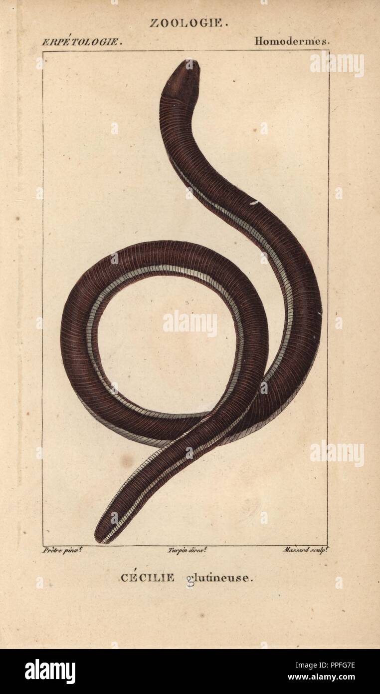 Ceylon caecilian hires stock photography and images Alamy