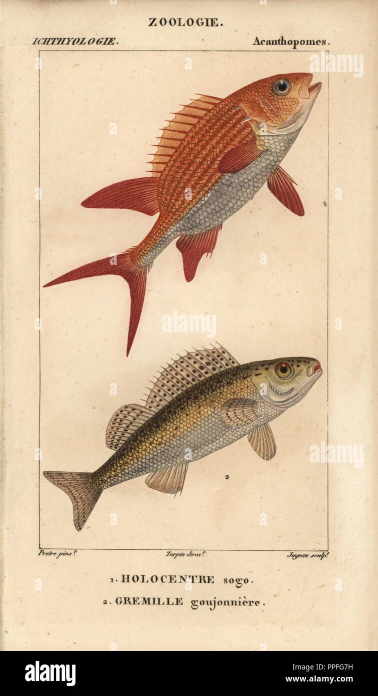 Squirrelfish, Holocentre sogo, Holocentrus adscensionis, and ruffe, Gremille, perche goujonniere, Gymnocephalus cernuus. Handcoloured copperplate stipple engraving from Jussieu's 'Dictionnaire des Sciences Naturelles' 1816-1830. The volumes on fish and reptiles were edited by Hippolyte Cloquet, natural historian and doctor of medicine. Illustration by J.G. Pretre, engraved by Joyeau, directed by Turpin, and published by F. G. Levrault. Jean Gabriel Pretre (17801845) was painter of natural history at Empress Josephine's zoo and later became artist to the Museum of Natural History. Stock Photo