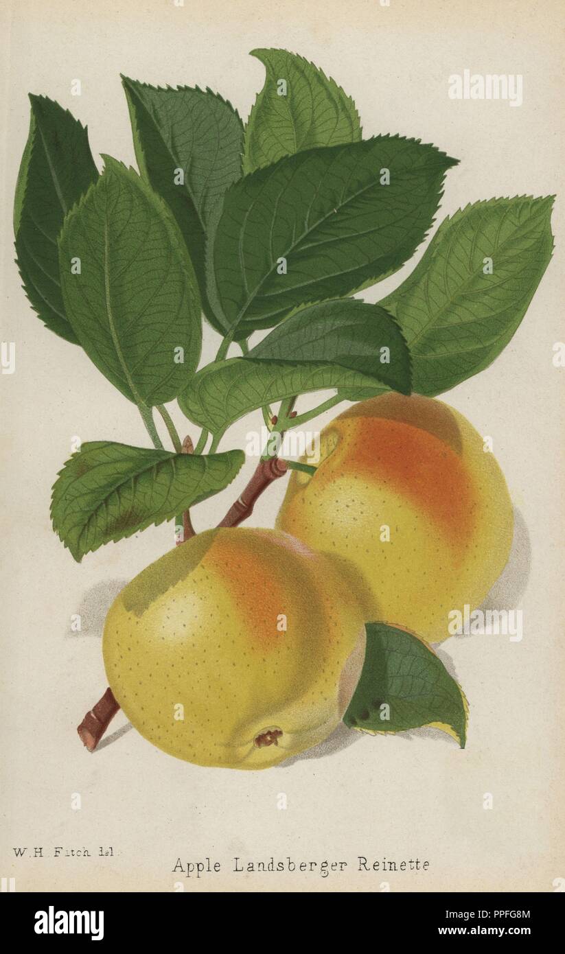 Landsberger Reinette apple variety, Malus domestica. Drawn by Walter Hood Fitch, chromolithograph from 'The Florist and Pomologist' Robert Hogg, London, published from 1878 to 1884. 251 hand-coloured and chromolithographic plates of fruit and flowers. Drawn by Walter Hood Fitch, Miss E. Regel, and J.L. Macfarlane, lithographed by G. Severeyns and Stroobant, Belgium. Stock Photo