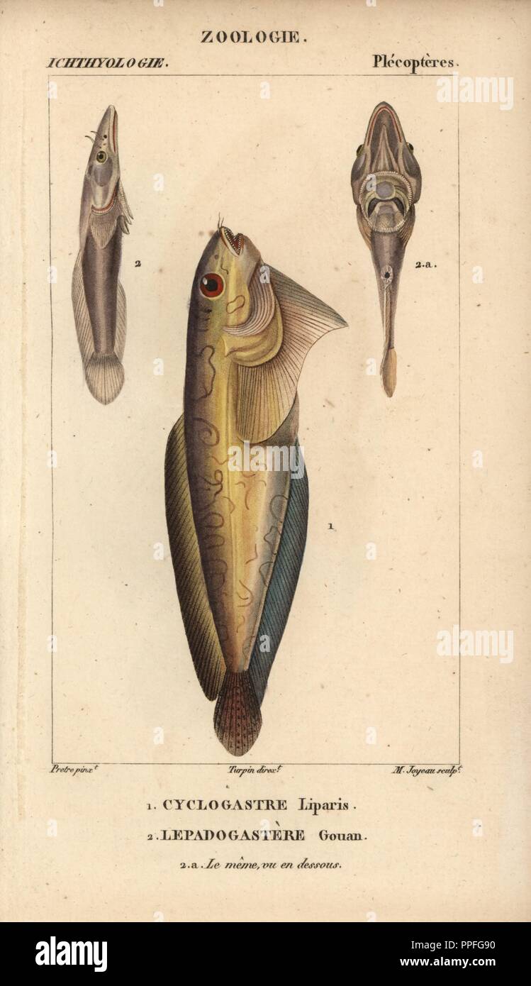 Snailfish, Cyclogastre liparis, Cyclogasterus liparis, and clingfish from side and below, Lepadogastere gouan, Lepadogaster lepadogaster. Handcoloured copperplate stipple engraving from Jussieu's 'Dictionnaire des Sciences Naturelles' 1816-1830. The volumes on fish and reptiles were edited by Hippolyte Cloquet, natural historian and doctor of medicine. Illustration by J.G. Pretre, engraved by Massard, directed by Turpin, and published by F. G. Levrault. Jean Gabriel Pretre (17801845) was painter of natural history at Empress Josephine's zoo and later became artist to the Museum of Natural His Stock Photo