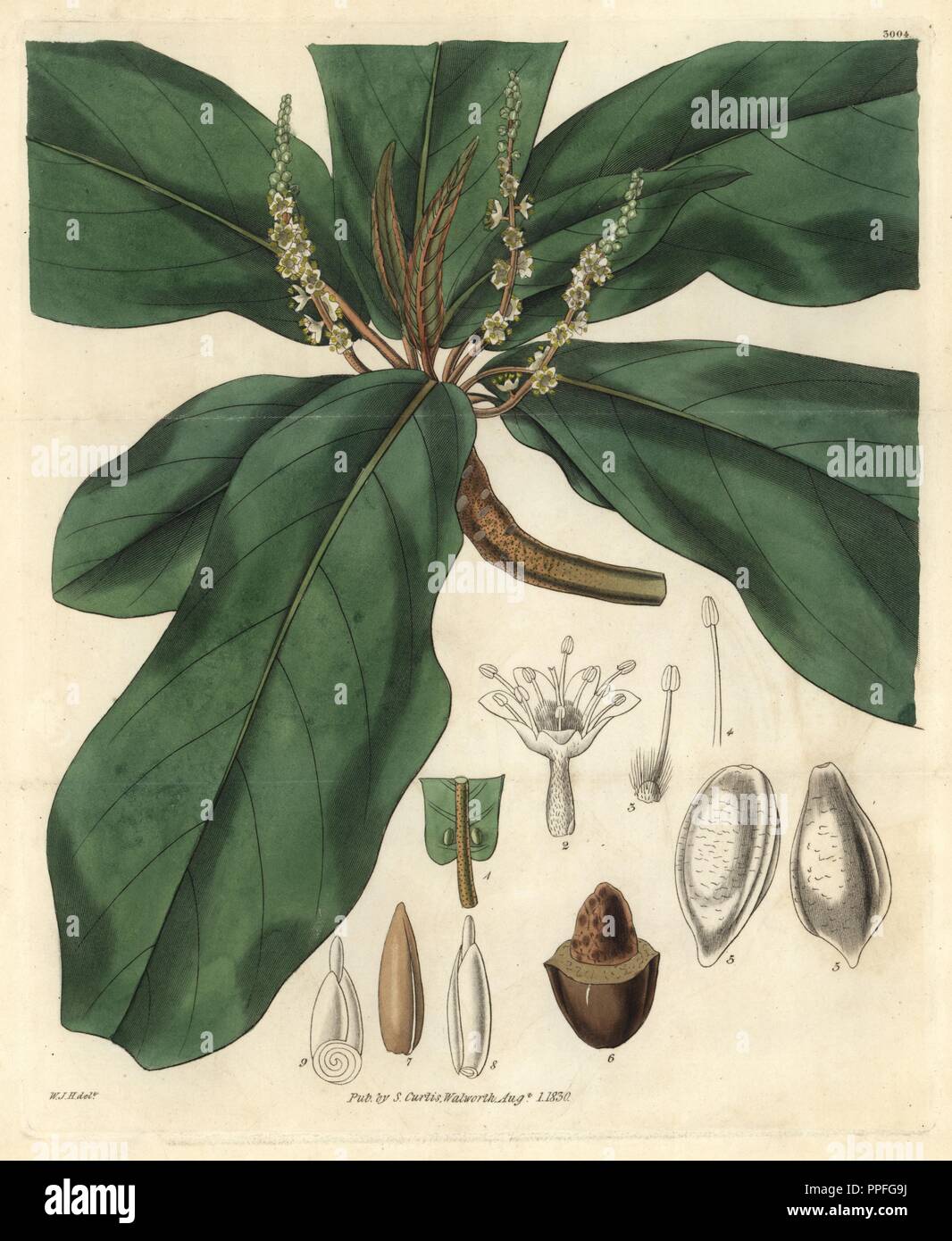 Broad downy-leaved terminalia or tropical almond tree, Terminalia catappa. Illustration drawn by William Jackson Hooker, engraved by Swan. Handcolored copperplate engraving from William Curtis's 'The Botanical Magazine,' Samuel Curtis, 1830. Hooker (1785-1865) was an English botanist, writer and artist. He was Regius Professor of Botany at Glasgow University, and editor of Curtis' 'Botanical Magazine' from 1827 to 1865. In 1841, he was appointed director of the Royal Botanic Gardens at Kew, and was succeeded by his son Joseph Dalton. Hooker documented the fern and orchid crazes that shook Engl Stock Photo