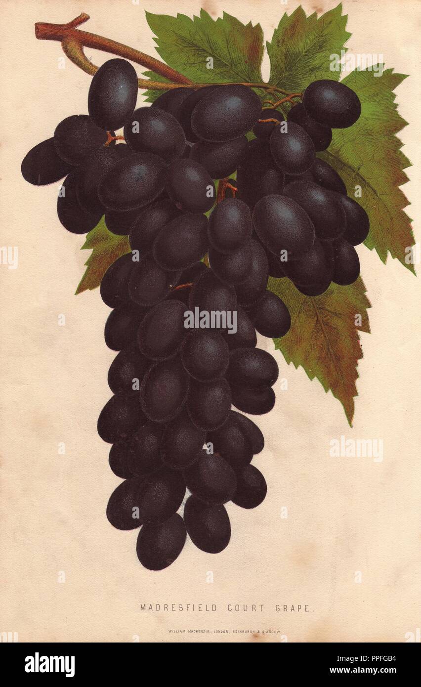 Ripe dark fruit and leaves of Madresfield Court Grape, Vitis vinifera. Handcolored lithograph by unknown artist from James Anderson's 'The New Practical Gardener,' Glasgow, 1872. Anderson was the Bateman Gold Medalist of the Royal Horticultural Society. Stock Photo