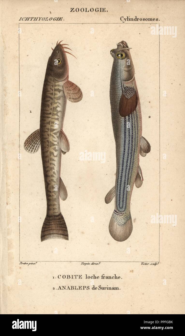 Stone loach, cobite, loche franche, Barbatula barbatula, and largescale foureyes, Anableps de Surinam, Anableps anableps. Handcoloured copperplate stipple engraving from Jussieu's 'Dictionnaire des Sciences Naturelles' 1816-1830. The volumes on fish and reptiles were edited by Hippolyte Cloquet, natural historian and doctor of medicine. Illustration by J.G. Pretre, engraved by Victor, directed by Turpin, and published by F. G. Levrault. Jean Gabriel Pretre (17801845) was painter of natural history at Empress Josephine's zoo and later became artist to the Museum of Natural History. Stock Photo