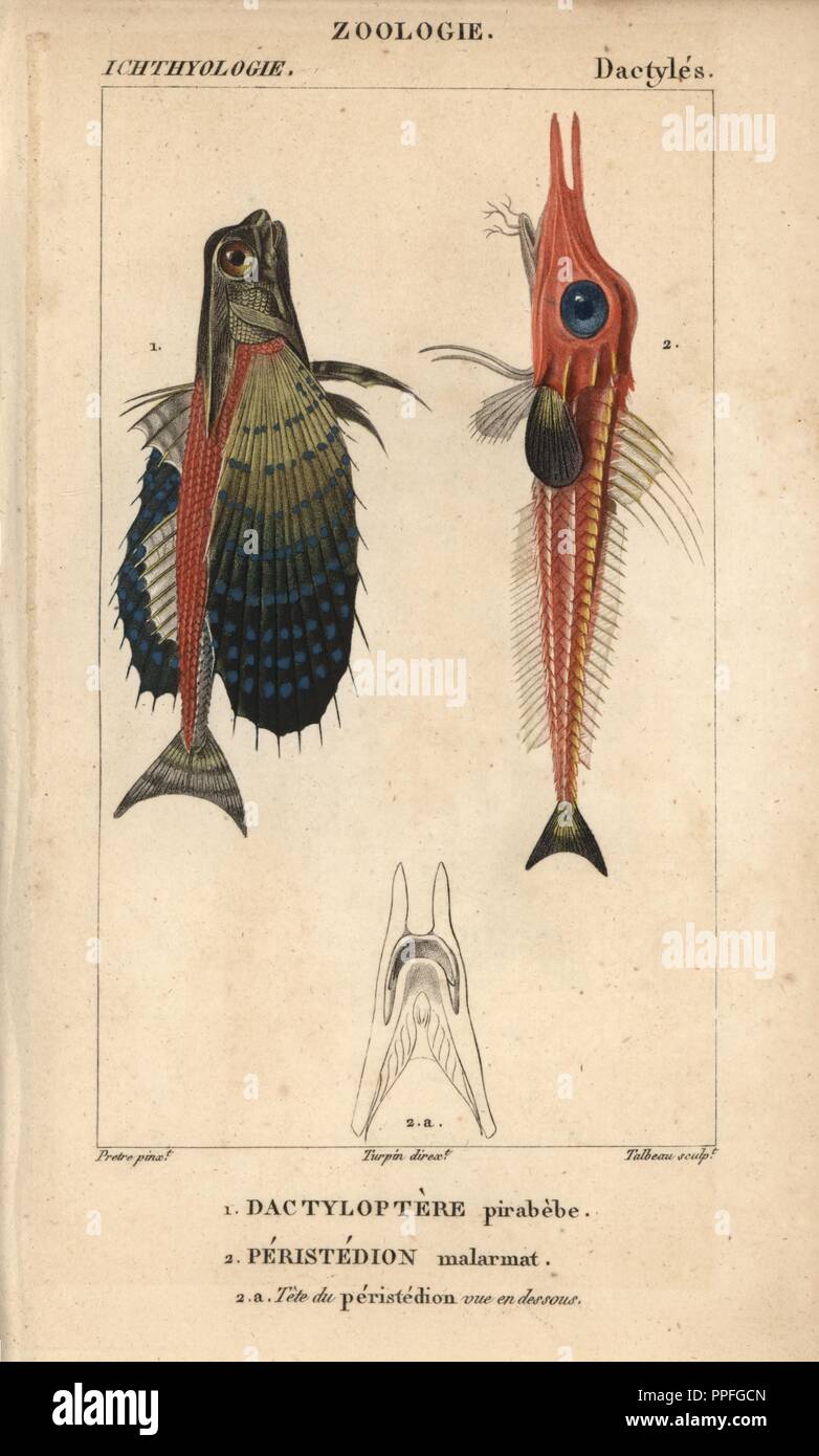 Flying gurnard, Dactylopterus volitans, Dactyloptere pirabebe, and African armoured searobin, Peristedion malarmat, Peristedion cataphractum. Handcoloured copperplate stipple engraving from Jussieu's 'Dictionnaire des Sciences Naturelles' 1816-1830. The volumes on fish and reptiles were edited by Hippolyte Cloquet, natural historian and doctor of medicine. Illustration by J.G. Pretre, engraved by Talbeau, directed by Turpin, and published by F. G. Levrault. Jean Gabriel Pretre (17801845) was painter of natural history at Empress Josephine's zoo and later became artist to the Museum of Natural Stock Photo