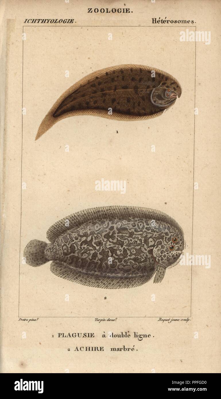 Tonguefish, plagusie a double ligne, Symphurus, and marbled sole, achire marbre, Pleuronectes. Handcoloured copperplate stipple engraving from Jussieu's 'Dictionnaire des Sciences Naturelles' 1816-1830. The volumes on fish and reptiles were edited by Hippolyte Cloquet, natural historian and doctor of medicine. Illustration by J.G. Pretre, engraved by Boquet, directed by Turpin, and published by F. G. Levrault. Jean Gabriel Pretre (17801845) was painter of natural history at Empress Josephine's zoo and later became artist to the Museum of Natural History. Stock Photo