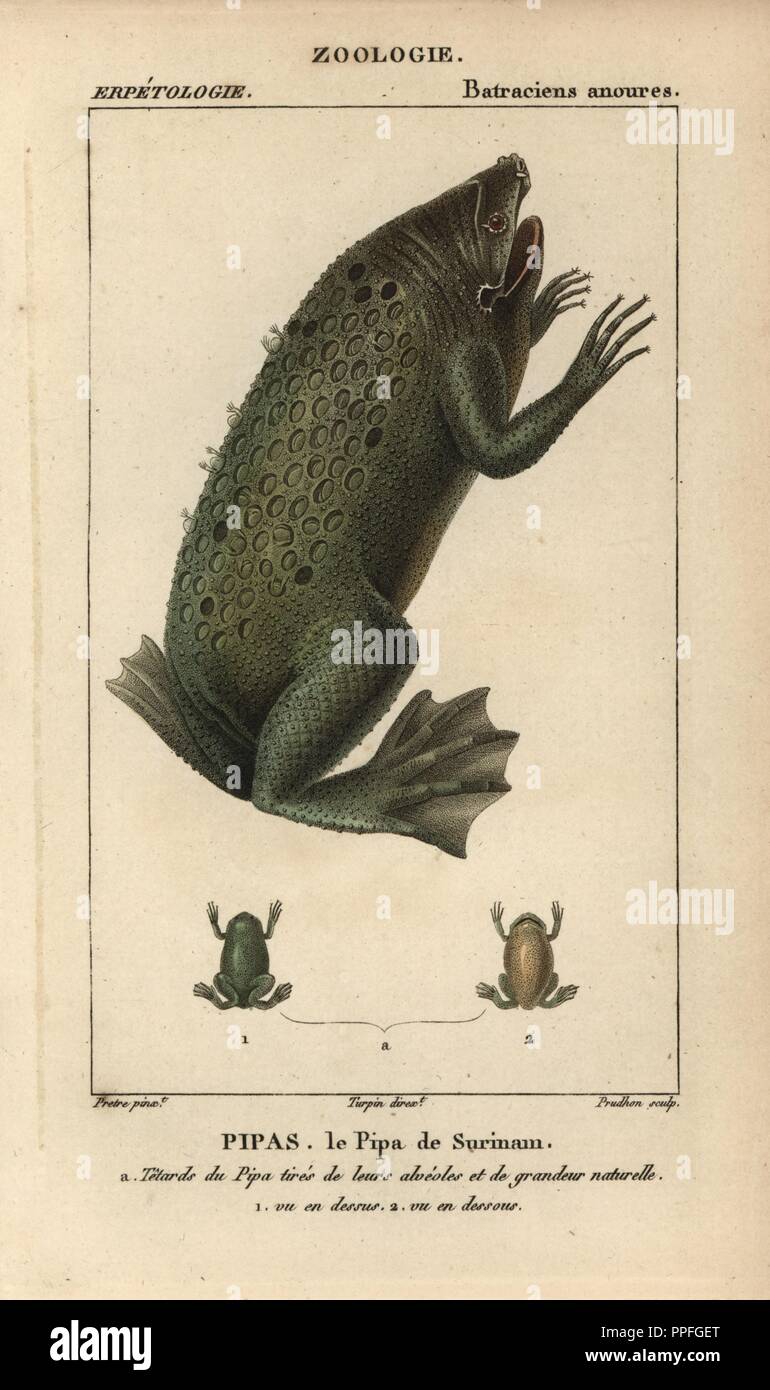 Surinam toad, Pipa, le pipa de Surinam, Pipa pipa. Handcoloured copperplate stipple engraving from Jussieu's 'Dictionnaire des Sciences Naturelles' 1816-1830. The volumes on fish and reptiles were edited by Hippolyte Cloquet, natural historian and doctor of medicine. Illustration by J.G. Pretre, engraved by Prudhon, directed by Turpin, and published by F. G. Levrault. Jean Gabriel Pretre (17801845) was painter of natural history at Empress Josephine's zoo and later became artist to the Museum of Natural History. Stock Photo