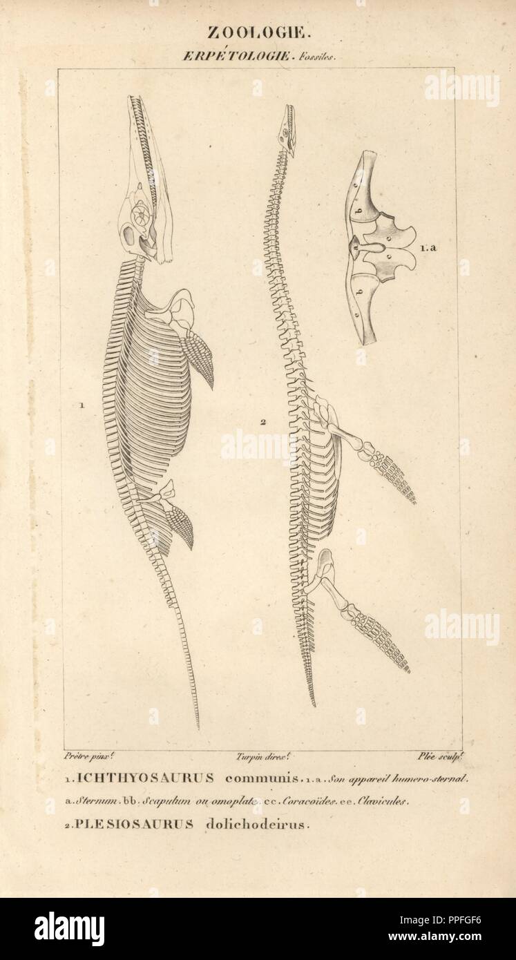 Ichthyosaurus natural history museum hi-res stock