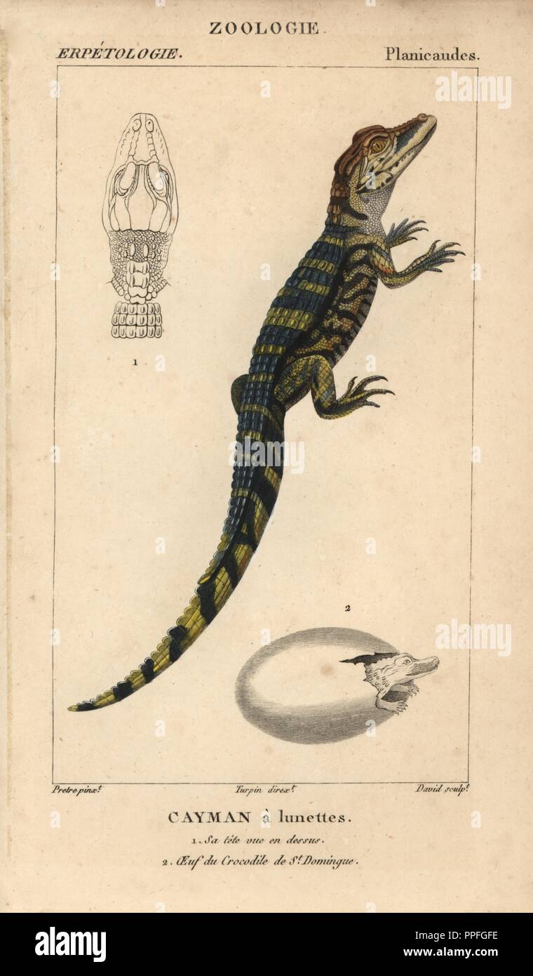 Spectacled caiman, cayman a lunettes, Caiman crocodilus. Handcoloured copperplate stipple engraving from Jussieu's 'Dictionnaire des Sciences Naturelles' 1816-1830. The volumes on fish and reptiles were edited by Hippolyte Cloquet, natural historian and doctor of medicine. Illustration by J.G. Pretre, engraved by David, directed by Turpin, and published by F. G. Levrault. Jean Gabriel Pretre (17801845) was painter of natural history at Empress Josephine's zoo and later became artist to the Museum of Natural History. Stock Photo