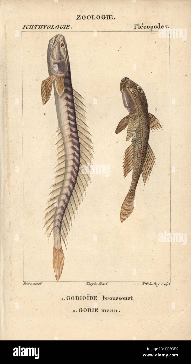 Violet goby or Broussonet's goby, Gobioide broussonet, Gobioides broussonnetii, and sand goby, gobie menu, Pomatoschistus minutus. Handcoloured copperplate stipple engraving from Jussieu's 'Dictionnaire des Sciences Naturelles' 1816-1830. The volumes on fish and reptiles were edited by Hippolyte Cloquet, natural historian and doctor of medicine. Illustration by J.G. Pretre, engraved by Miss Le Roy, directed by Turpin, and published by F. G. Levrault. Jean Gabriel Pretre (17801845) was painter of natural history at Empress Josephine's zoo and later became artist to the Museum of Natural Histor Stock Photo