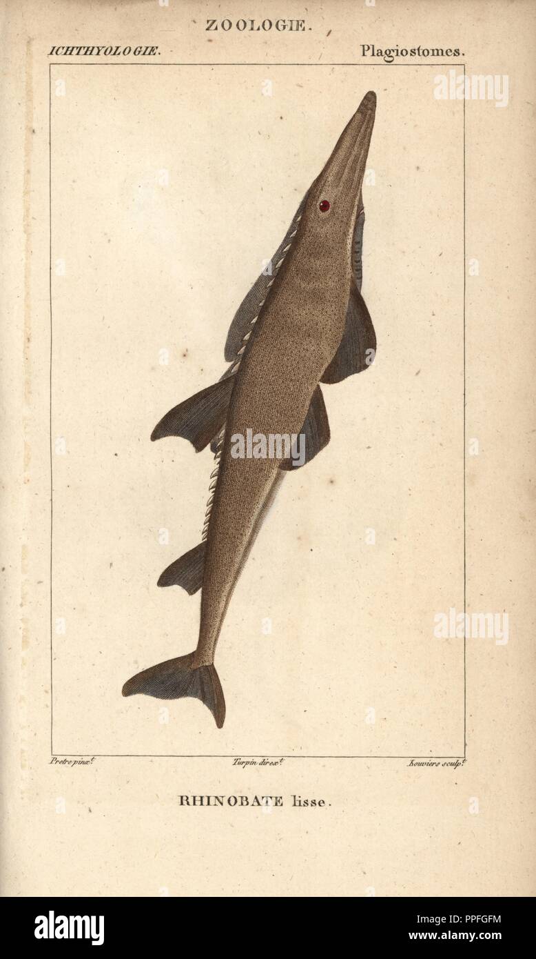 Guitarfish, shovelnose, Rhinobatos typus, Rhinobate lisse. Handcoloured copperplate stipple engraving from Jussieu's 'Dictionnaire des Sciences Naturelles' 1816-1830. The volumes on fish and reptiles were edited by Hippolyte Cloquet, natural historian and doctor of medicine. Illustration by J.G. Pretre, engraved by Louviers, directed by Turpin, and published by F. G. Levrault. Jean Gabriel Pretre (17801845) was painter of natural history at Empress Josephine's zoo and later became artist to the Museum of Natural History. Stock Photo