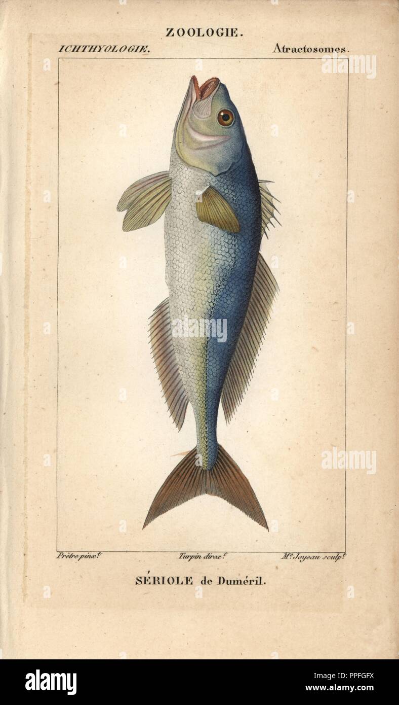 Greater amberjack, seriole de dumeril, Seriola dumerili. Handcoloured copperplate stipple engraving from Jussieu's 'Dictionnaire des Sciences Naturelles' 1816-1830. The volumes on fish and reptiles were edited by Hippolyte Cloquet, natural historian and doctor of medicine. Illustration by J.G. Pretre, engraved by Madame Joyeau, directed by Turpin, and published by F. G. Levrault. Jean Gabriel Pretre (17801845) was painter of natural history at Empress Josephine's zoo and later became artist to the Museum of Natural History. Stock Photo