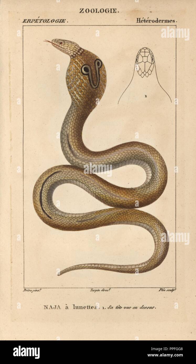 Indian cobra, spectacled cobra, naja a lunettes, Naja naja. Poisonous  snake. Handcoloured copperplate stipple engraving from Jussieu's  
