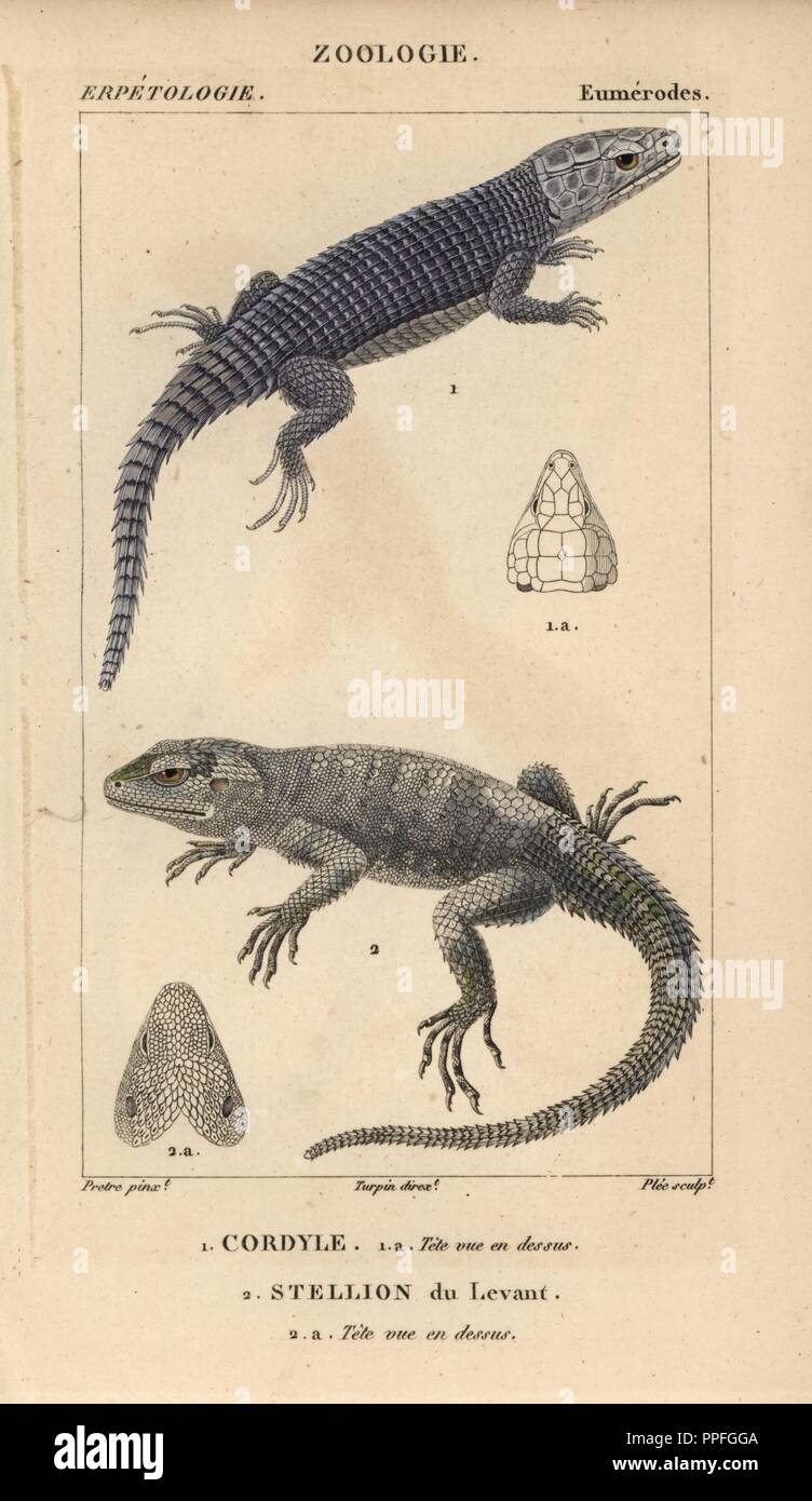 Armadillo girdled lizard, Cordylus cataphractus, cordyle, and roughtail rock agama, Laudakia stellio, stellion du Levant. Handcoloured copperplate stipple engraving from Jussieu's 'Dictionnaire des Sciences Naturelles' 1816-1830. The volumes on fish and reptiles were edited by Hippolyte Cloquet, natural historian and doctor of medicine. Illustration by J.G. Pretre, engraved by Plee, directed by Turpin, and published by F. G. Levrault. Jean Gabriel Pretre (17801845) was painter of natural history at Empress Josephine's zoo and later became artist to the Museum of Natural History. Stock Photo