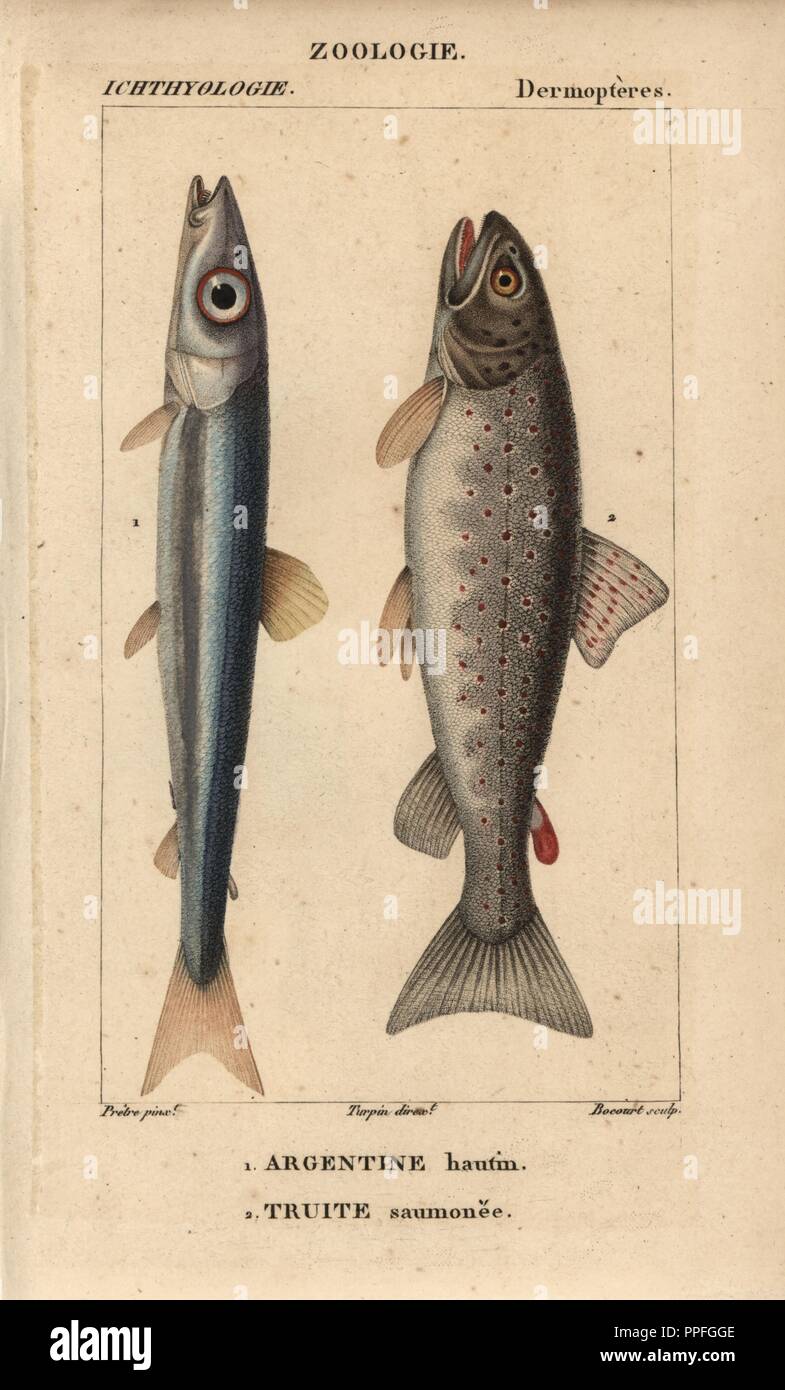 Argentine, Argentine hautin, Argentina sphyraena, and lake trout, Truite saumonee, Salmo trutta. Handcoloured copperplate stipple engraving from Jussieu's 'Dictionnaire des Sciences Naturelles' 1816-1830. The volumes on fish and reptiles were edited by Hippolyte Cloquet, natural historian and doctor of medicine. Illustration by J.G. Pretre, engraved by Bocourt, directed by Turpin, and published by F. G. Levrault. Jean Gabriel Pretre (17801845) was painter of natural history at Empress Josephine's zoo and later became artist to the Museum of Natural History. Stock Photo
