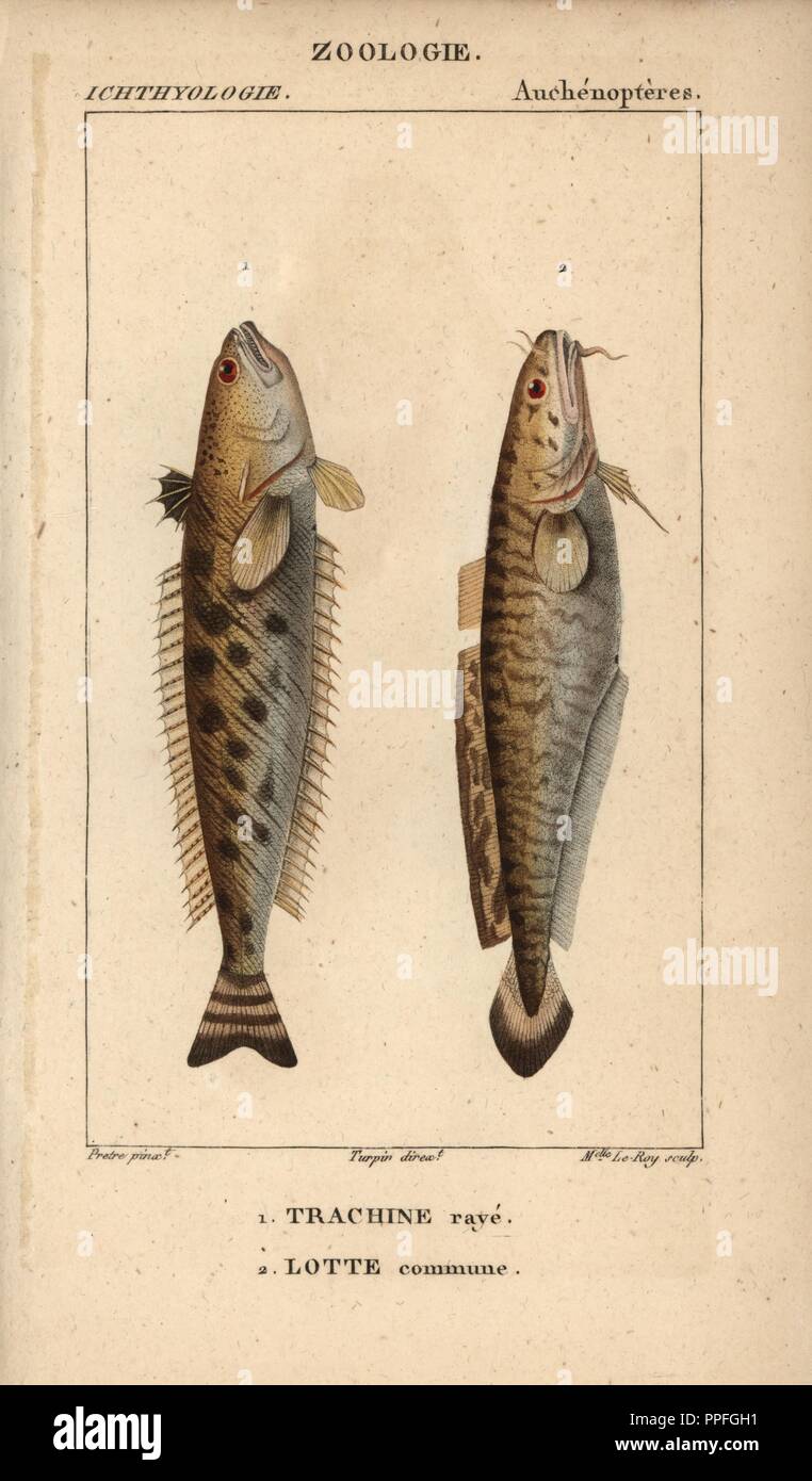 Striped weever, Trachinus lineolatus, Trachine raye and ling fish, Lota vulgaris, Lotte commune. Handcoloured copperplate stipple engraving from Jussieu's 'Dictionnaire des Sciences Naturelles' 1816-1830. The volumes on fish and reptiles were edited by Hippolyte Cloquet, natural historian and doctor of medicine. Illustration by J.G. Pretre, engraved by Miss Le Roy, directed by Turpin, and published by F. G. Levrault. Jean Gabriel Pretre (17801845) was painter of natural history at Empress Josephine's zoo and later became artist to the Museum of Natural History. Stock Photo