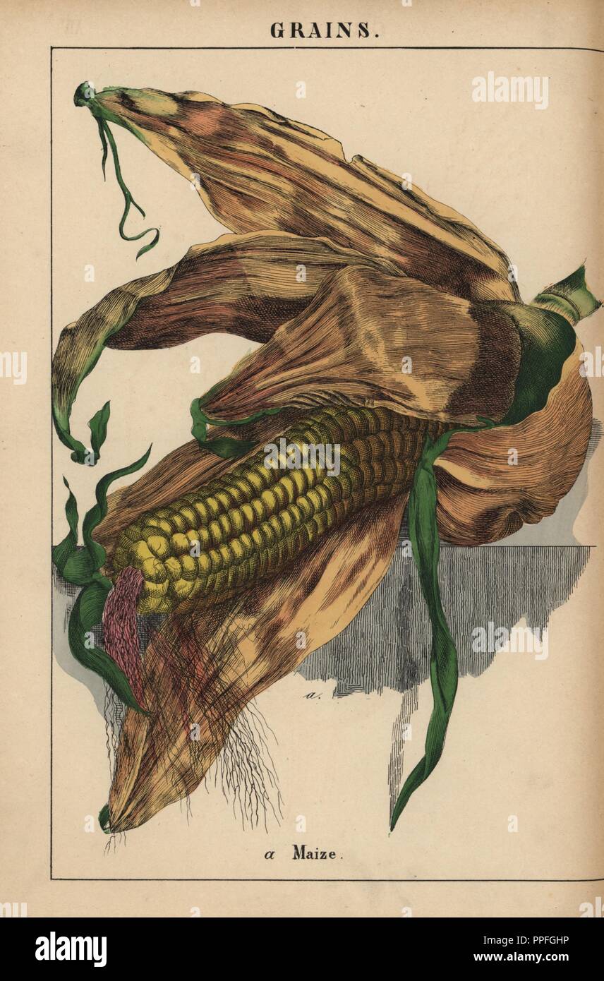 Maize, corn or sweetcorn. . Chromolithograph from 'The Instructive Picturebook, or Lessons from the Vegetable World,' [Charlotte Mary Yonge], Edinburgh, 1858. Stock Photo