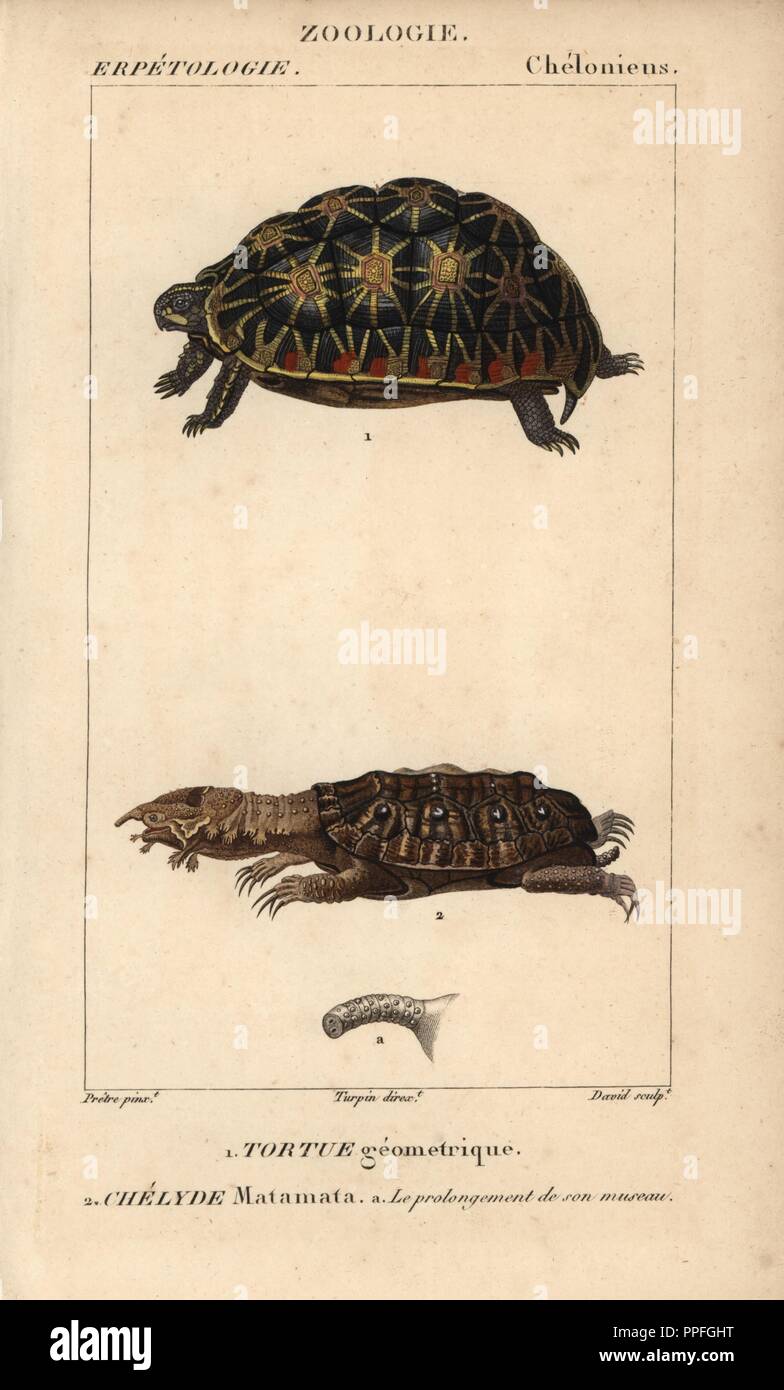 Endangered geometric tortoise, tortue geometrique, Psammobates geometricus, and mata mata turtle, chelyde matamata, Chelus fimbriatus. Handcoloured copperplate stipple engraving from Jussieu's 'Dictionnaire des Sciences Naturelles' 1816-1830. The volumes on fish and reptiles were edited by Hippolyte Cloquet, natural historian and doctor of medicine. Illustration by J.G. Pretre, engraved by David, directed by Turpin, and published by F. G. Levrault. Jean Gabriel Pretre (17801845) was painter of natural history at Empress Josephine's zoo and later became artist to the Museum of Natural History. Stock Photo