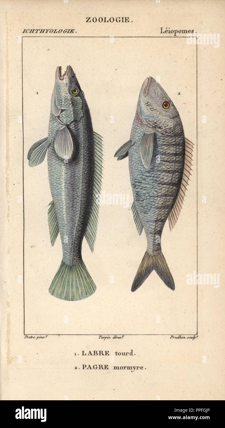 Sesura, labre tourd, Labrus viridis, and seabream, pagre, mormyre, Pagrus pagrus. Handcoloured copperplate stipple engraving from Jussieu's 'Dictionnaire des Sciences Naturelles' 1816-1830. The volumes on fish and reptiles were edited by Hippolyte Cloquet, natural historian and doctor of medicine. Illustration by J.G. Pretre, engraved by Massard, directed by Turpin, and published by F. G. Levrault. Jean Gabriel Pretre (17801845) was painter of natural history at Empress Josephine's zoo and later became artist to the Museum of Natural History. Stock Photo