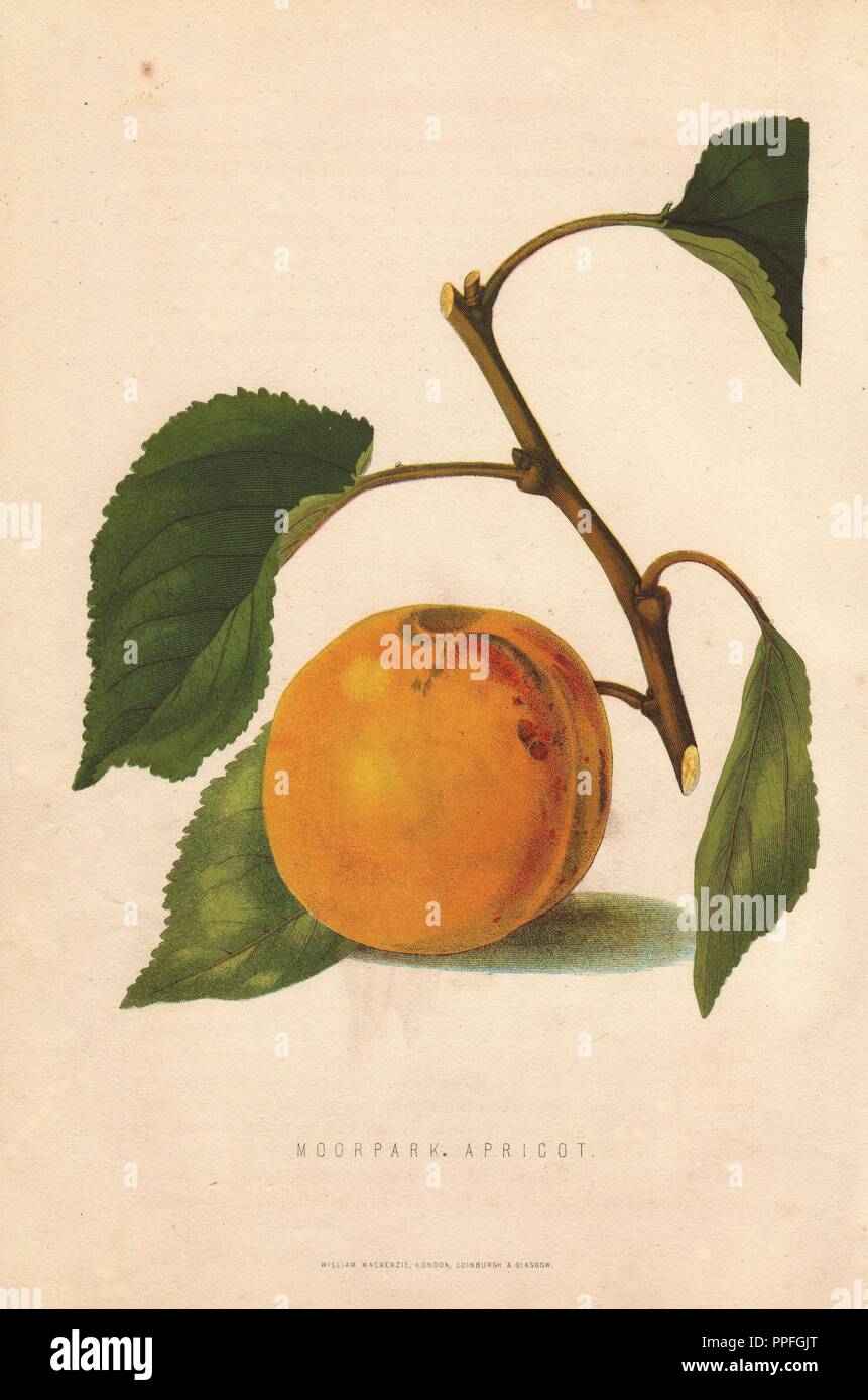 Ripe fruit and leaves of the Moorpark apricot, Prunus armeniaca. Handcolored lithograph by unknown artist from James Anderson's 'The New Practical Gardener,' Glasgow, 1872. Anderson was the Bateman Gold Medalist of the Royal Horticultural Society. Stock Photo