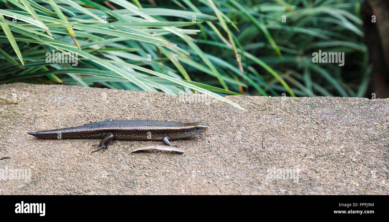 Eutropis multifasciata Skink or Common Sun Skink with growing tail on the garden floor ground. Skinks are lizards belonging to the family Scincidae. T Stock Photo