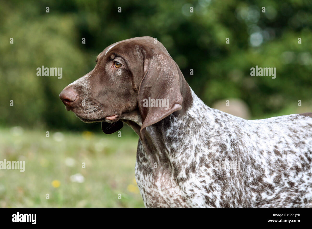 german shorthaired pointer, german kurtshaar one brown spotted puppy, portrait in profile close-up and part of the body, the dog on the right side Stock Photo