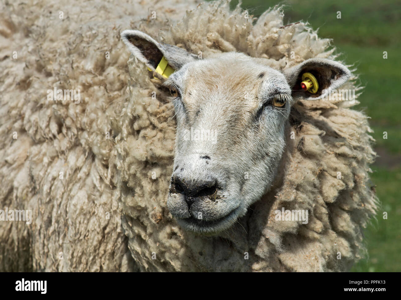Texel sheep, Schleswig-Holstein, Germany Stock Photo