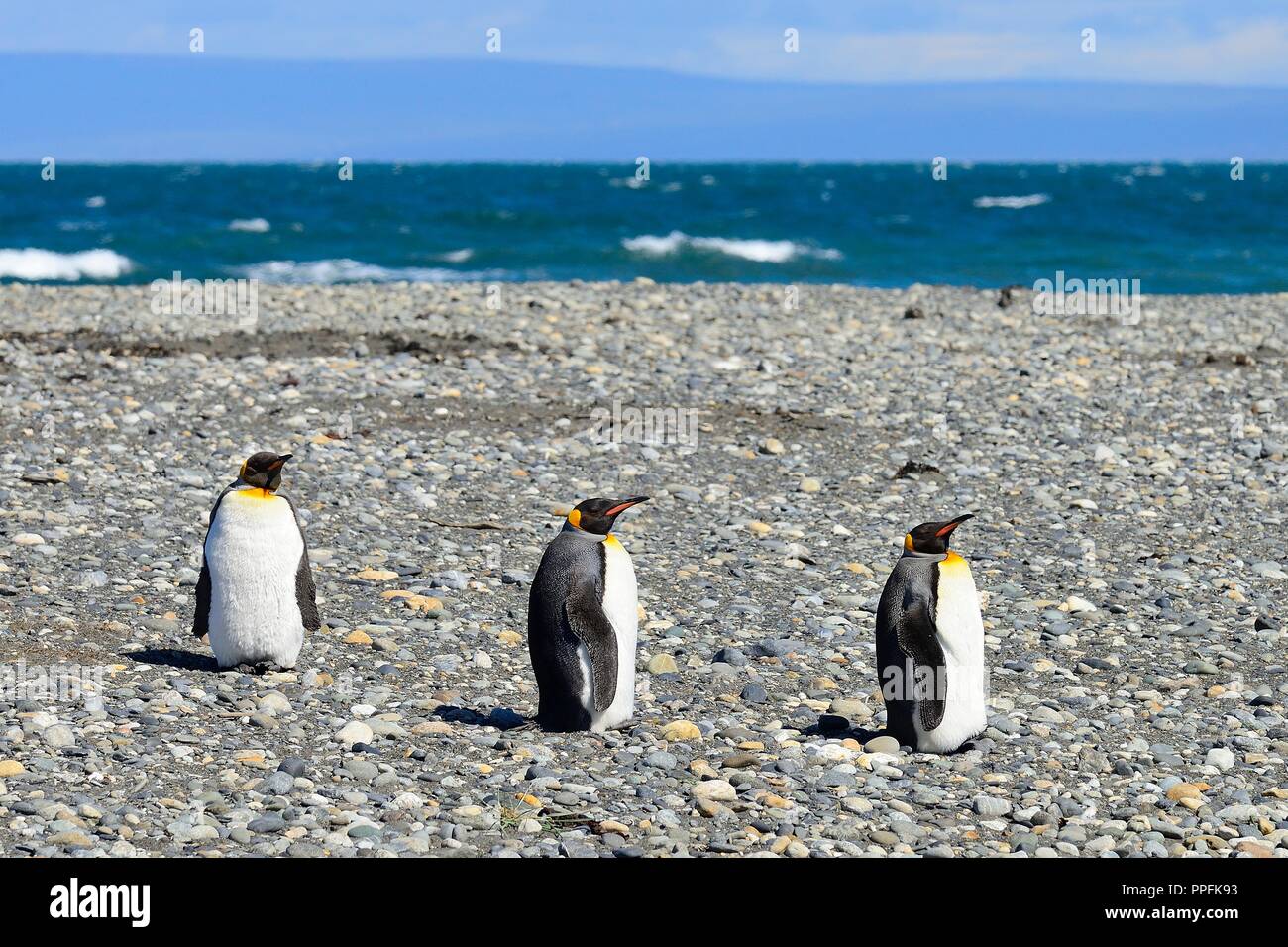 Three King penguins (Aptenodytes patagonicus), on gravel bank at Bahia ...