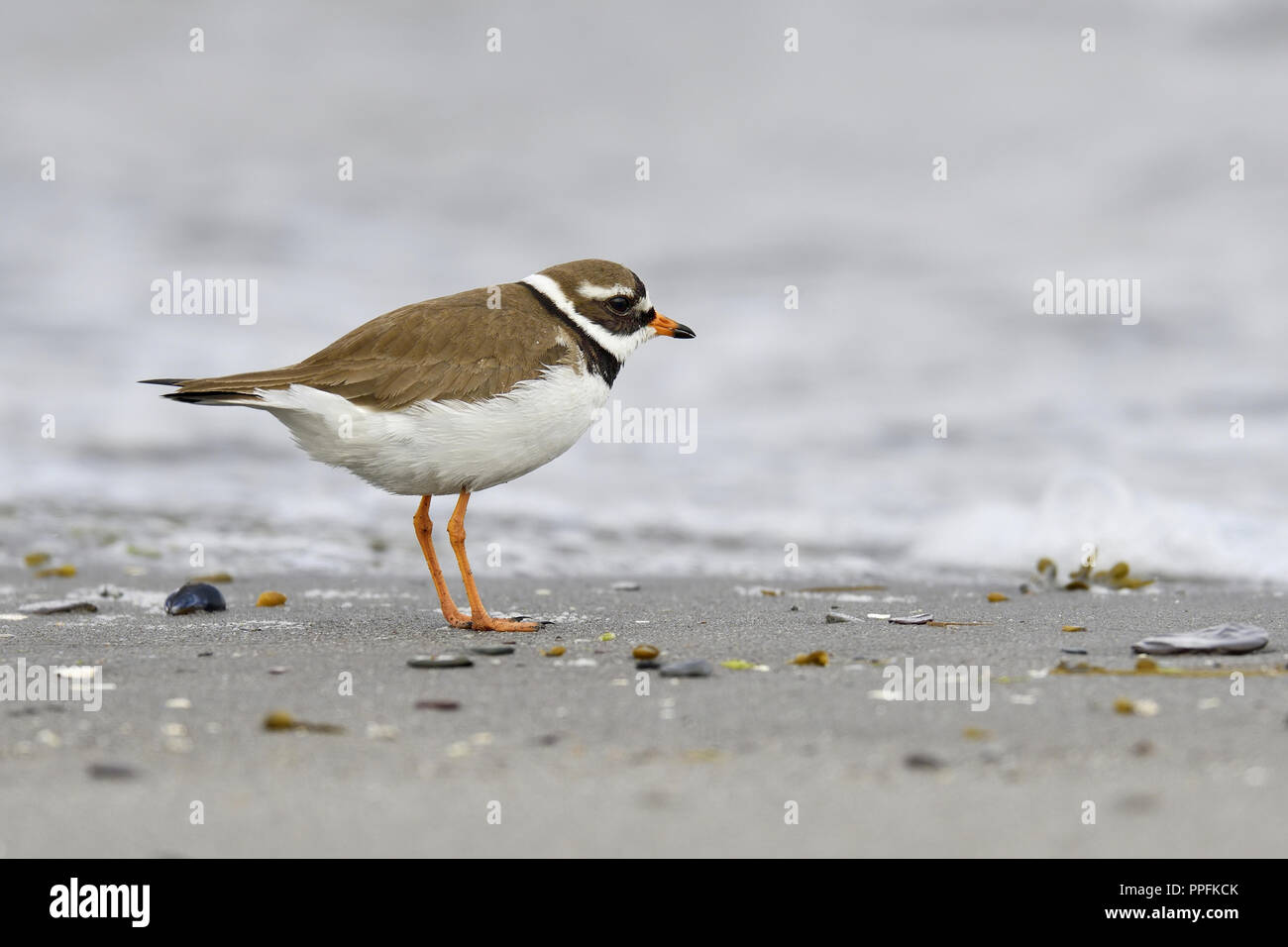 Ringed plover (Charadrius hiaticula), adult bird standing on the beach, Varanger, Norway Stock Photo