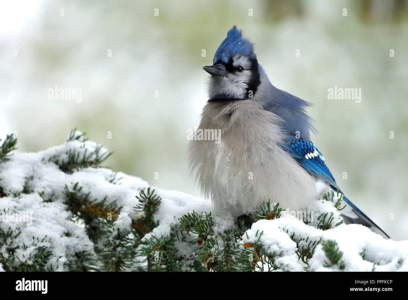 An eastern Blue Jay ( Cyanocitta cristata), perched on a spruce tree branch in the first autumn snow in Alberta Canada. Stock Photo