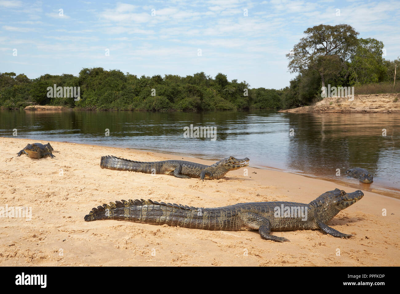 Caiman Rio Yacare caimans (Caiman yacare) on a sand bank at the Rio Negro at ...