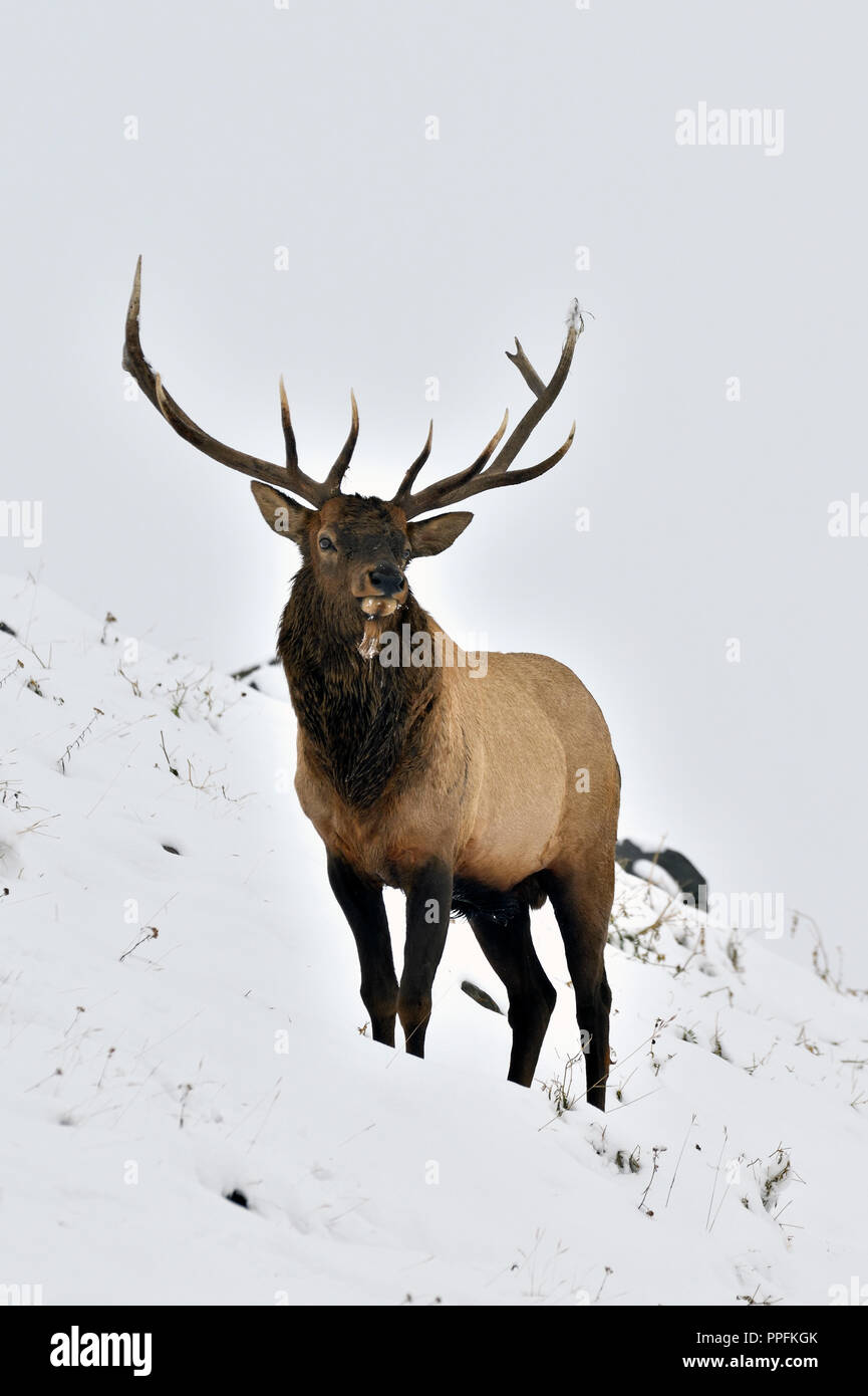 A vertical image of a large bull elk  (Cervus elaphus); standing on a snow covered hillside in rural Alberta Canada. Stock Photo