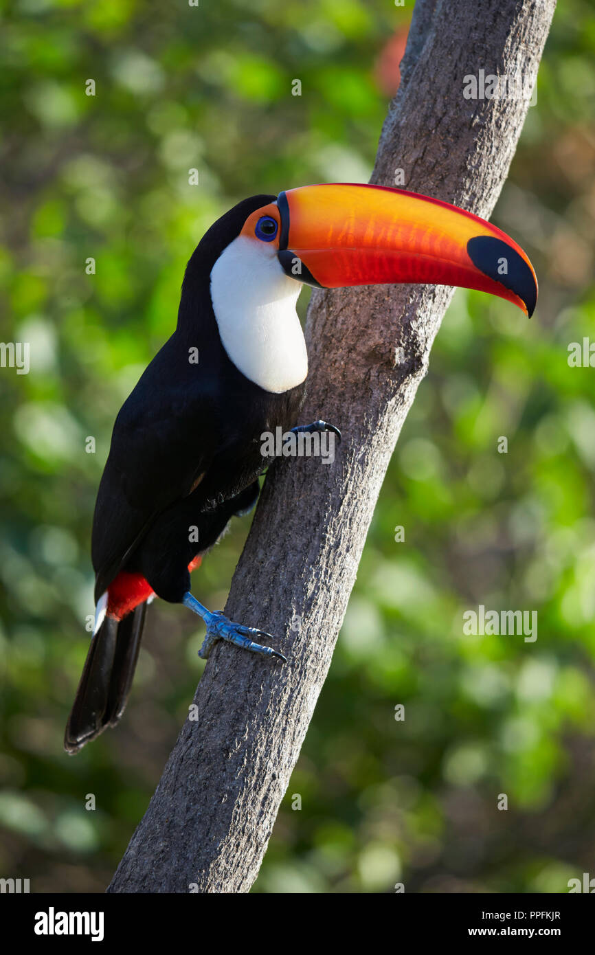 Toco toucan (Ramphastos toco) on a tree trunk, Pousada Aguape, Pantanal, Mato Grosso du Sul, Brazil Stock Photo