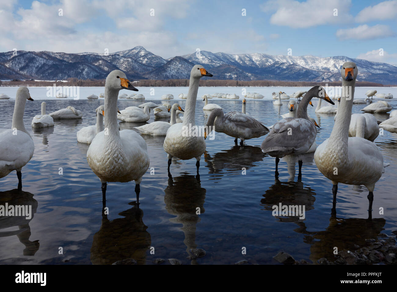 Whooper swans (Cygnus cygnus) at Kotan, Kussharo Lake, Akan National Park, Hokkaido, Japan Stock Photo