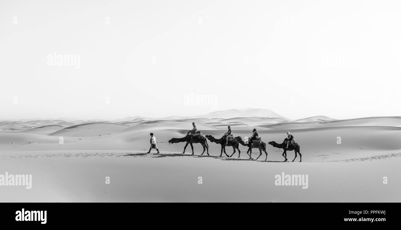 Caravan with dromedaries (Camelus dromedarius), sand dunes in the desert, Erg Chebbi, Merzouga, Sahara, Morocco Stock Photo