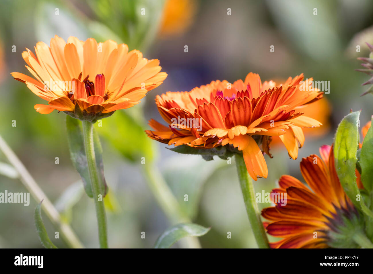 Double orange flowers of the annual or biennial pot marigold, Calendula officinalis 'Indian Prince' Stock Photo