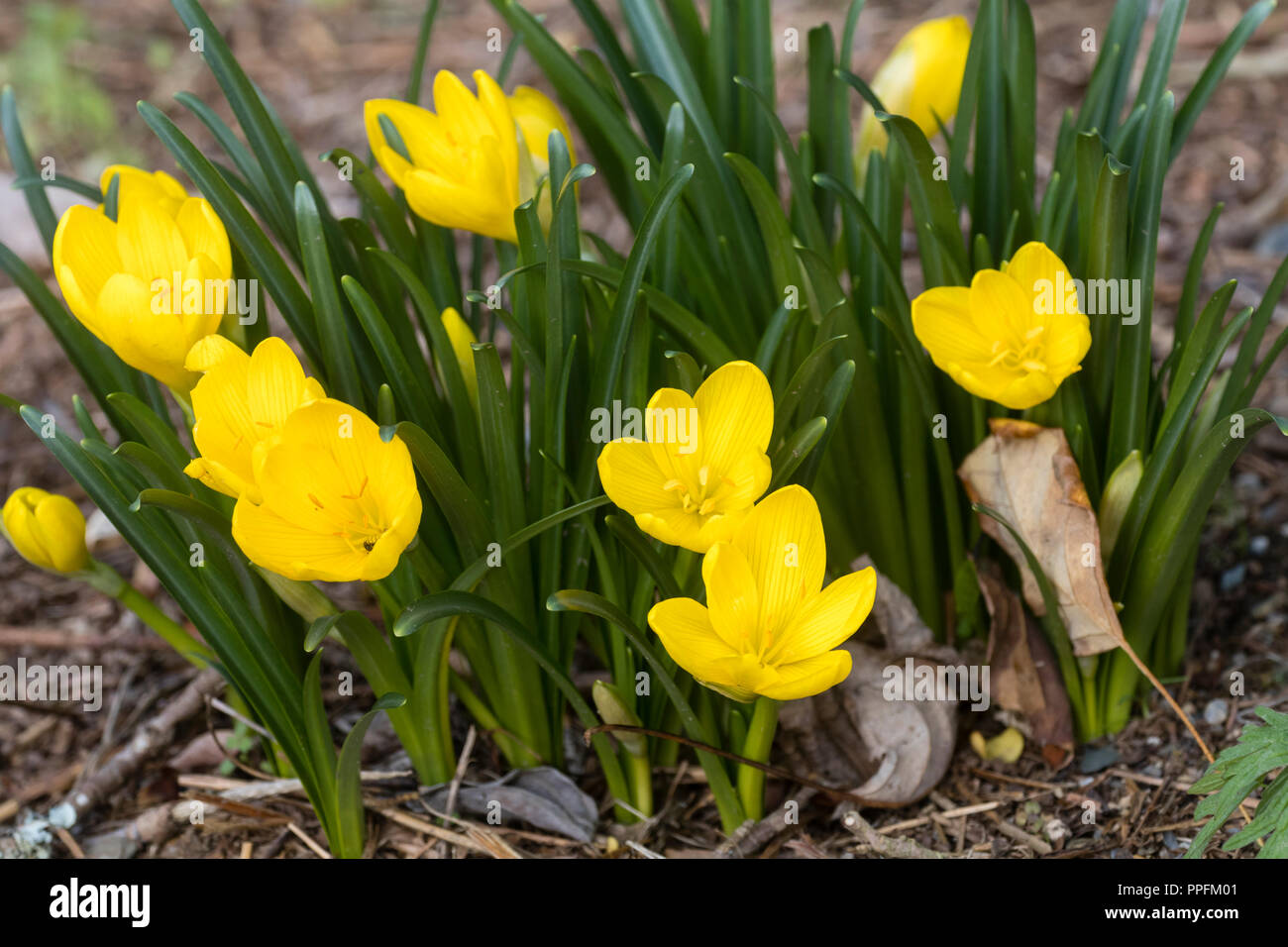 Yellow flowers of the late September blooming hardy bulb, Sternbergia lutea 'Autumn Gold' Stock Photo