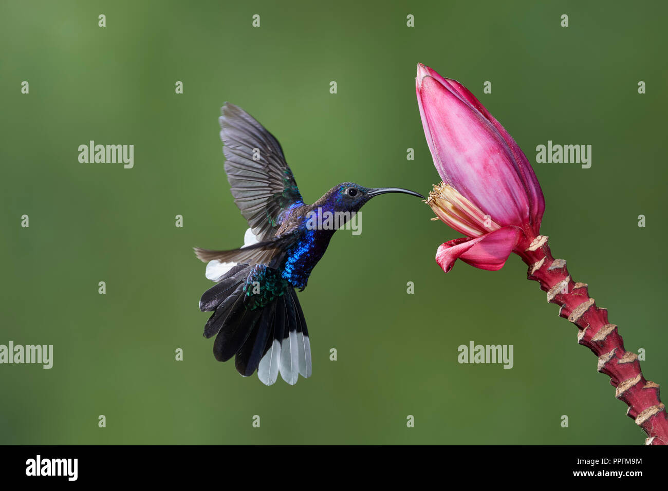 Violet Sabrewing (Campylopterus hemileucurus), male, approaching a Bananas flower (Musa sp), Bosque del Paz, Costa Rica Stock Photo