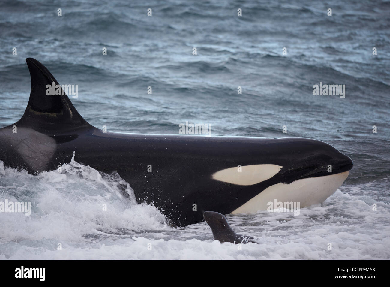 Orca intenionally stranding to catch a sea lion pup which could escape in time, Attack Channel, Peninsula Valdes Stock Photo