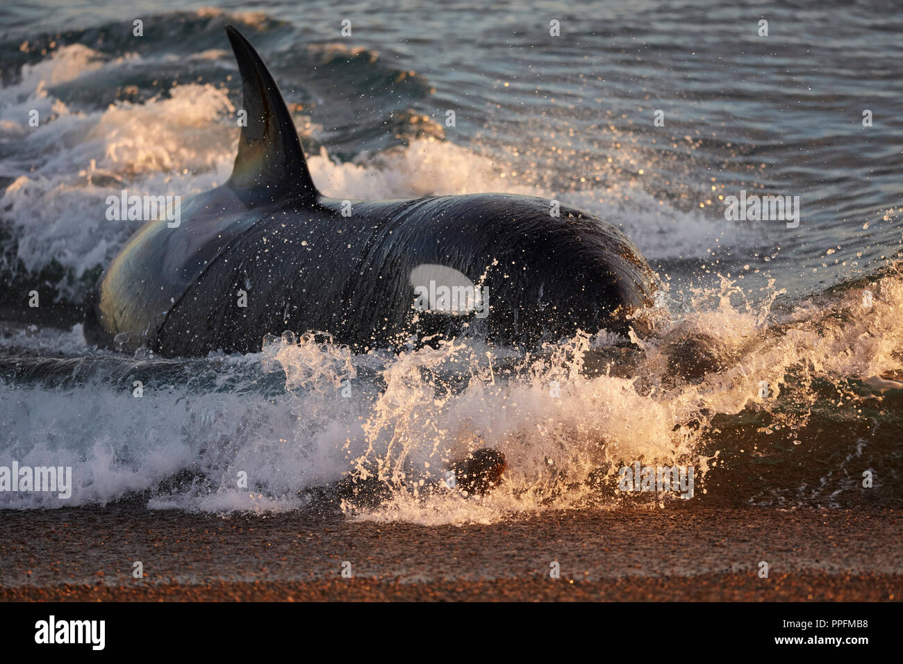 Orca attacking sea lion pups at Medina Bay, Peninsula Valdes. Stock Photo