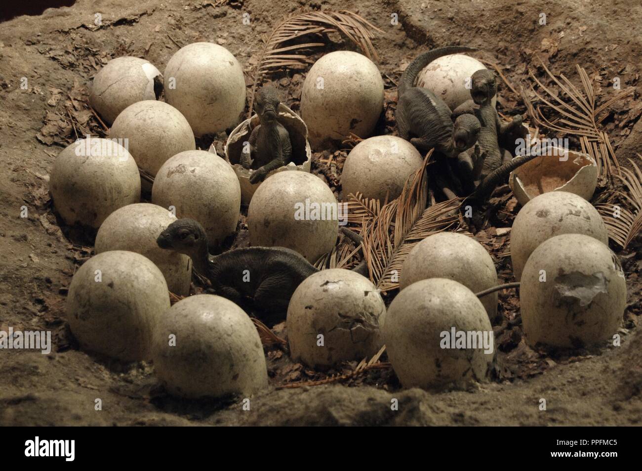 Reconstruction of a nest with eggs of Maiasaura peeblesorum, ornithopod