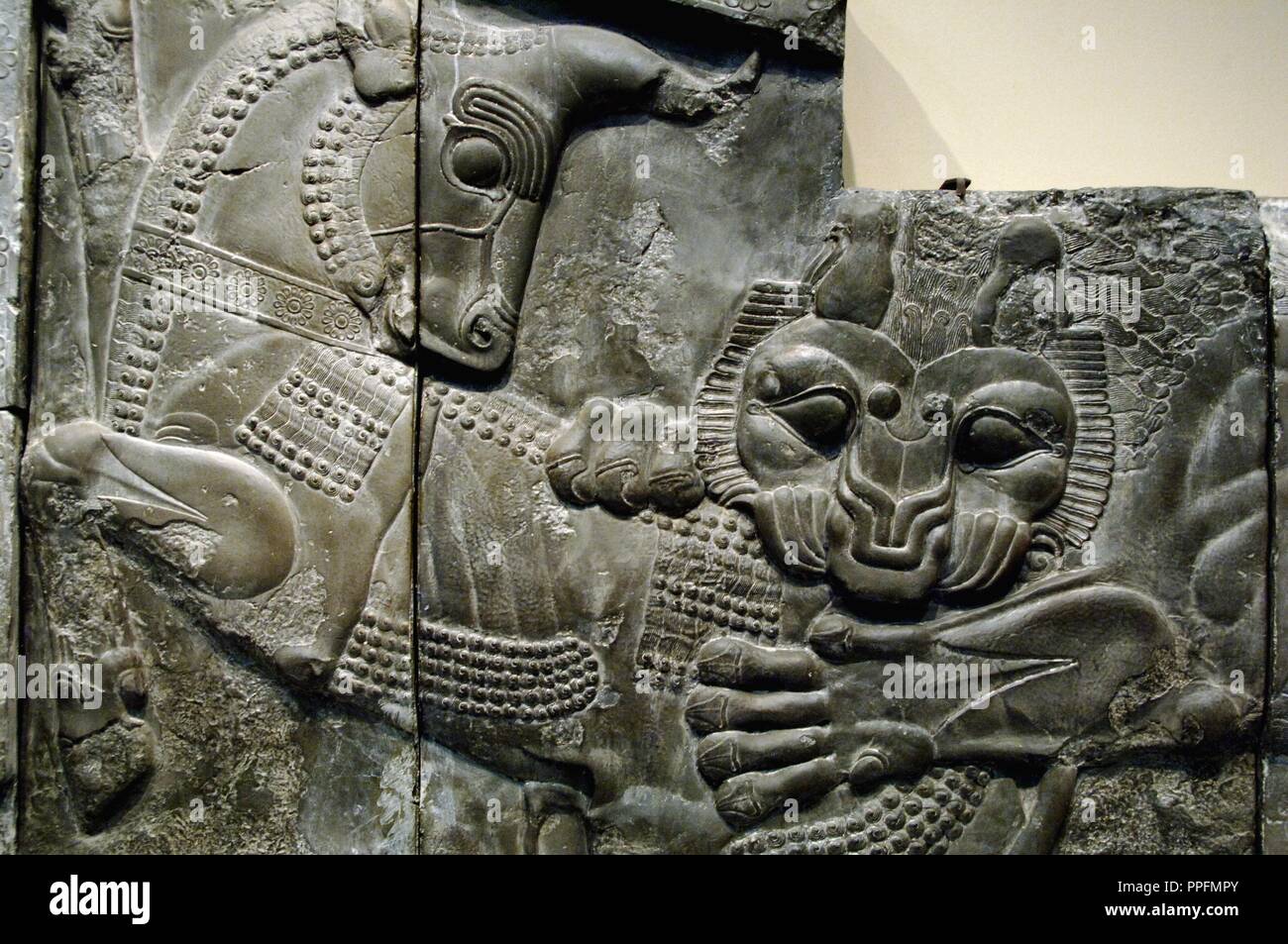Palace of Darius I (522-486 BC). Reliefs of the outer wall of the staircase of the Apadana or Reception hall depicting a fight between a lion and a bull. Persepolis. Copy by the original preserved in their original place (Iran), 1892. British Museum. London. England. United Kingdom. Stock Photo