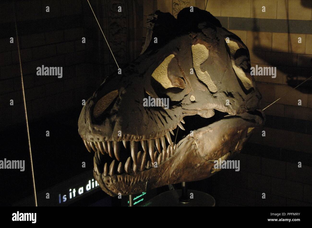 Tyrannosaurus Rex. Tyrannosaurid theropod dinosaur. 67-65 million years. Upper Cretaceous. Maastrichtian. Skull. Natural History Museum. London. United Kingdom. Stock Photo