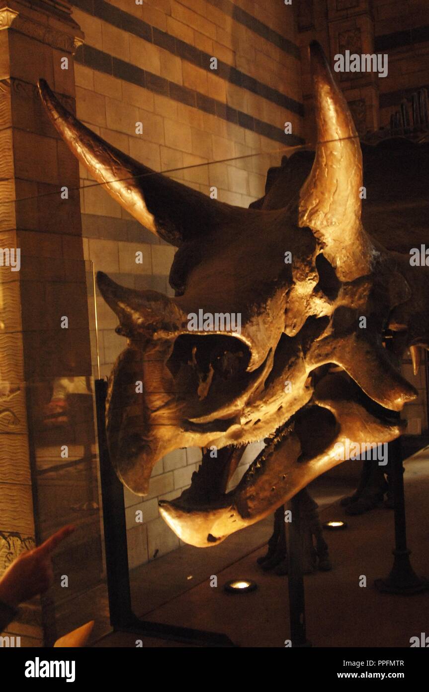 Triceratops. Ceratopsid dinosaur. 68-65 million years. Late Cretaceous Period. Maastrichtian stage. Skull. Natural History Museum. London. United Kingdom. Stock Photo