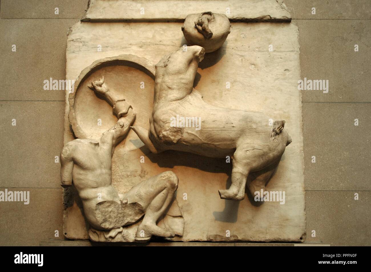 Metope IV from the Parthenon marbles depicting part of the battle between the Centaurs and the Lapiths. 5th century BC. Athens. British Museum. London. United Kingdom. Stock Photo
