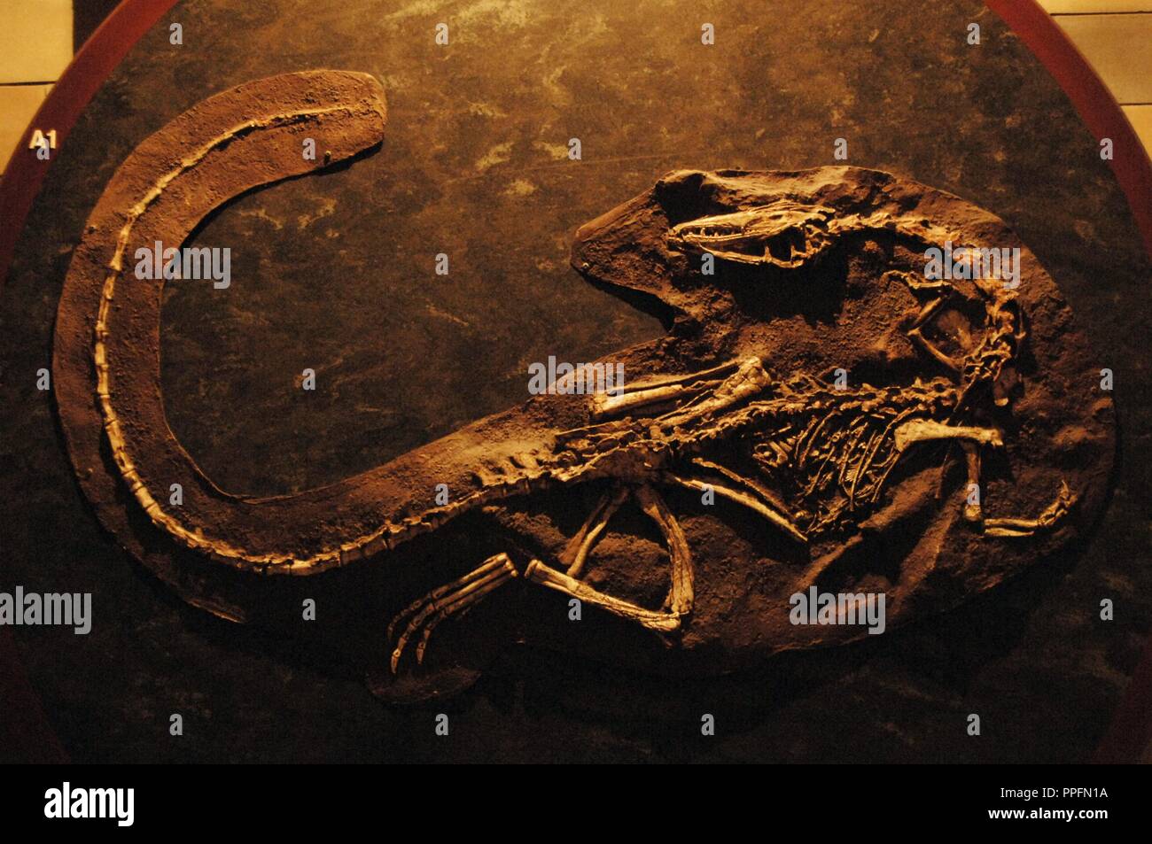 Coelophysis skeleton. 210 million years. Late Triassic. Natural History Museum. London. United Kingdom. Stock Photo