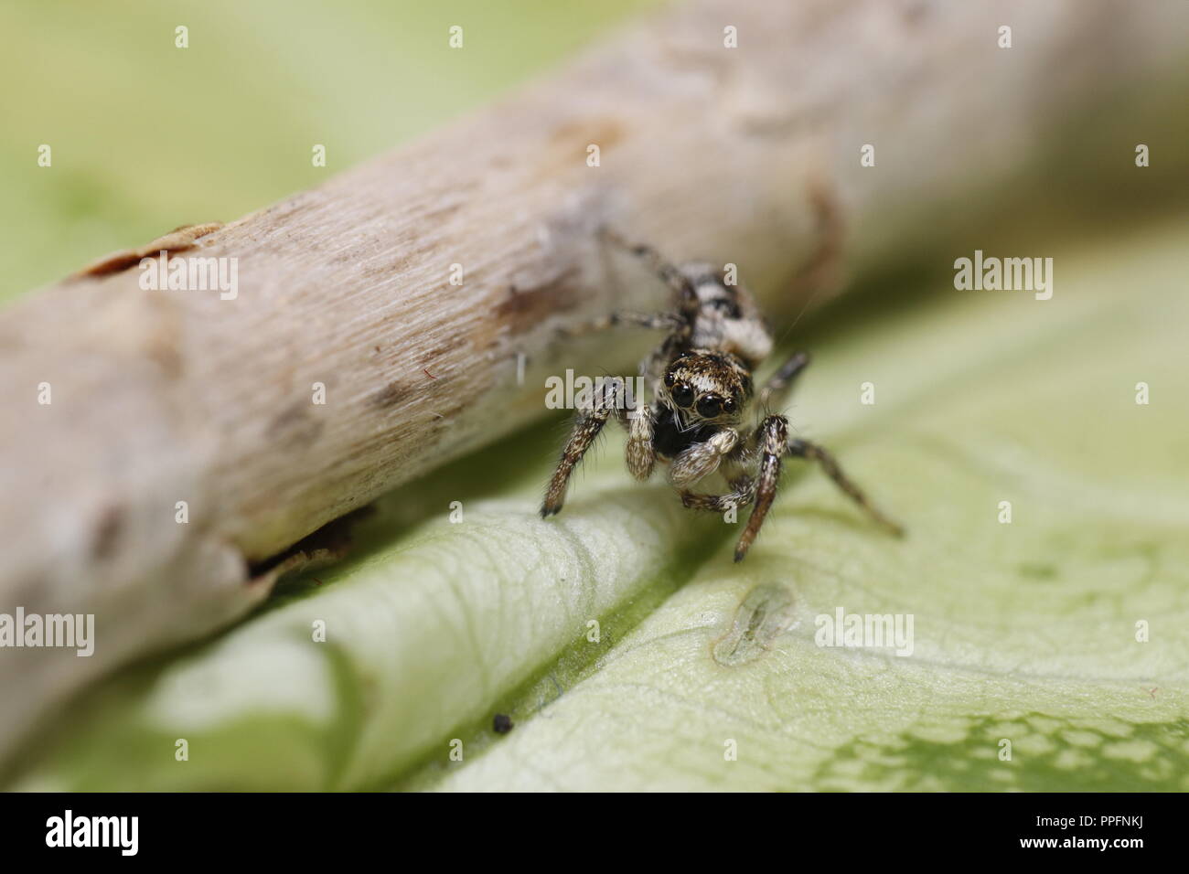 zebra arlequin jumping spider macro close up Stock Photo