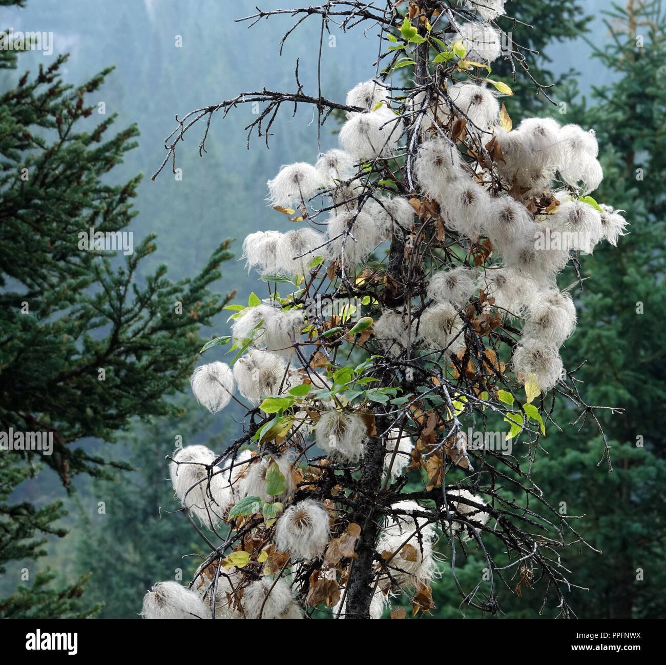 white cotton ball like clusters on tree Stock Photo - Alamy