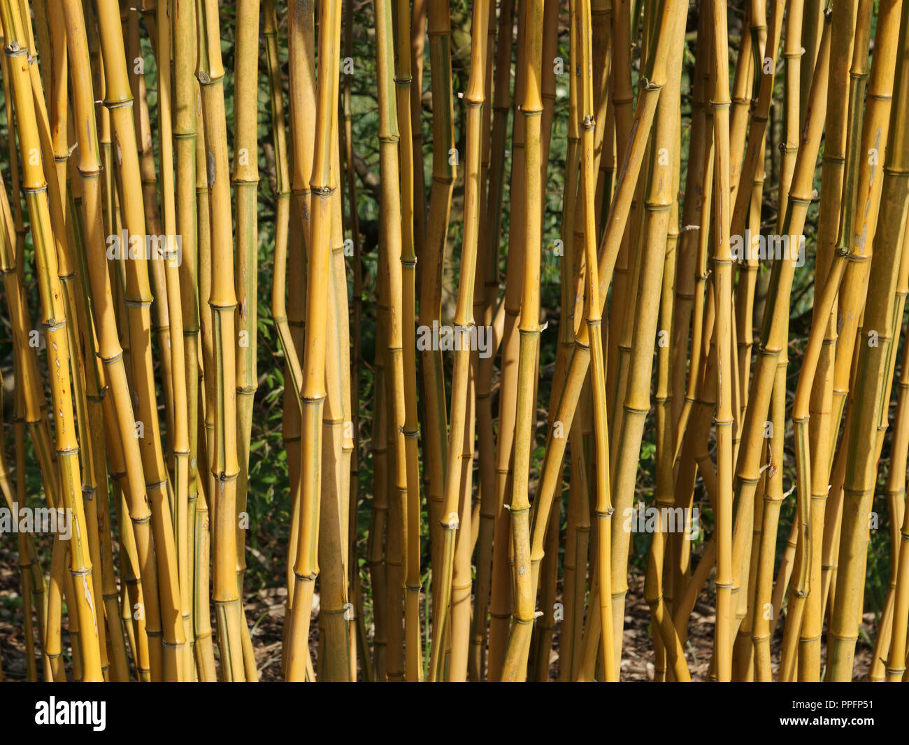 Early spring in the garden. Densely packed shiny yellow stems of the tall growing bamboo Phyllostachys aureosulcata f. spectabilis in the garden. Stock Photo